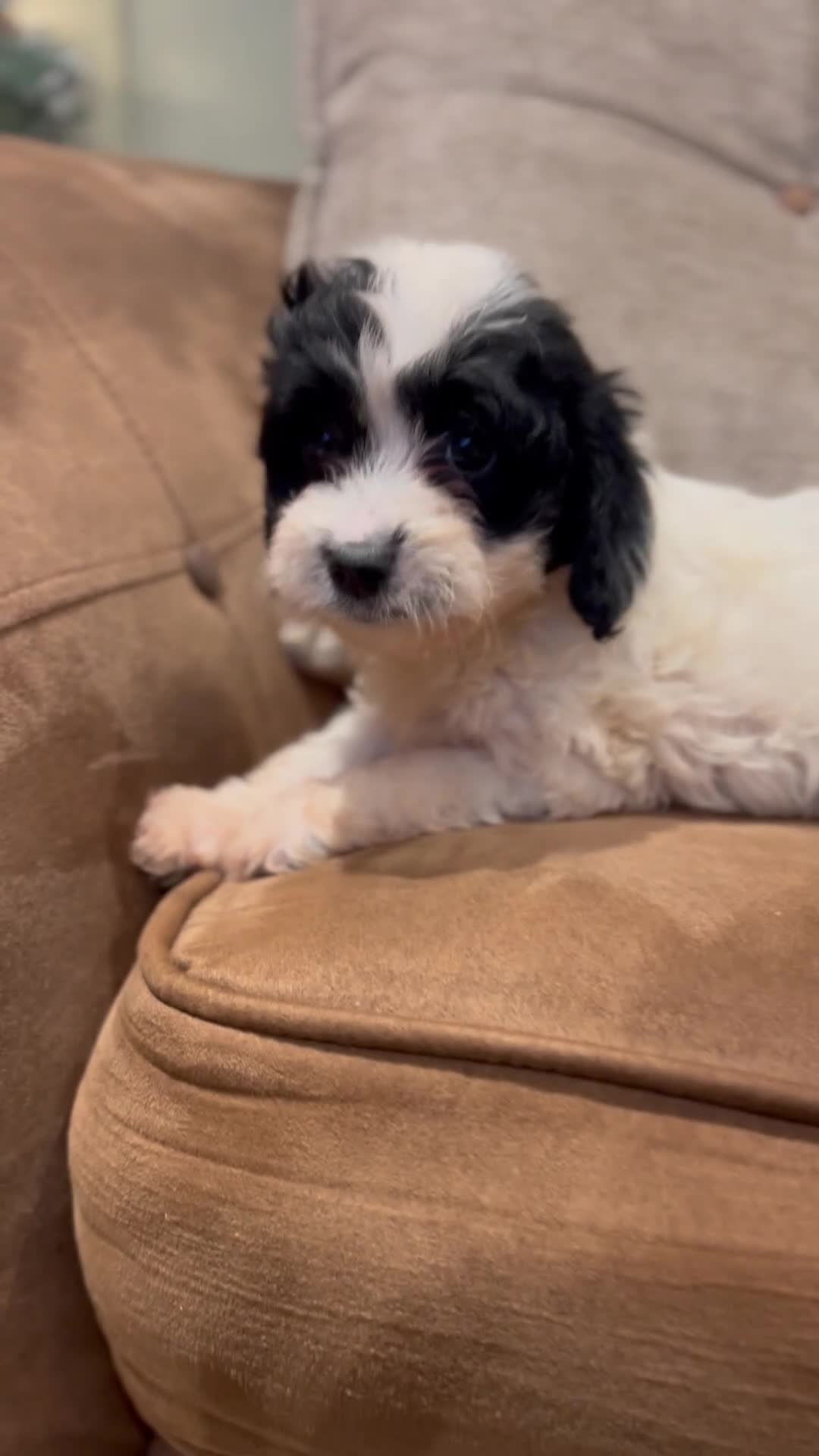 Cockapoo dogs for sale: Cockapoo puppies  - Video 4