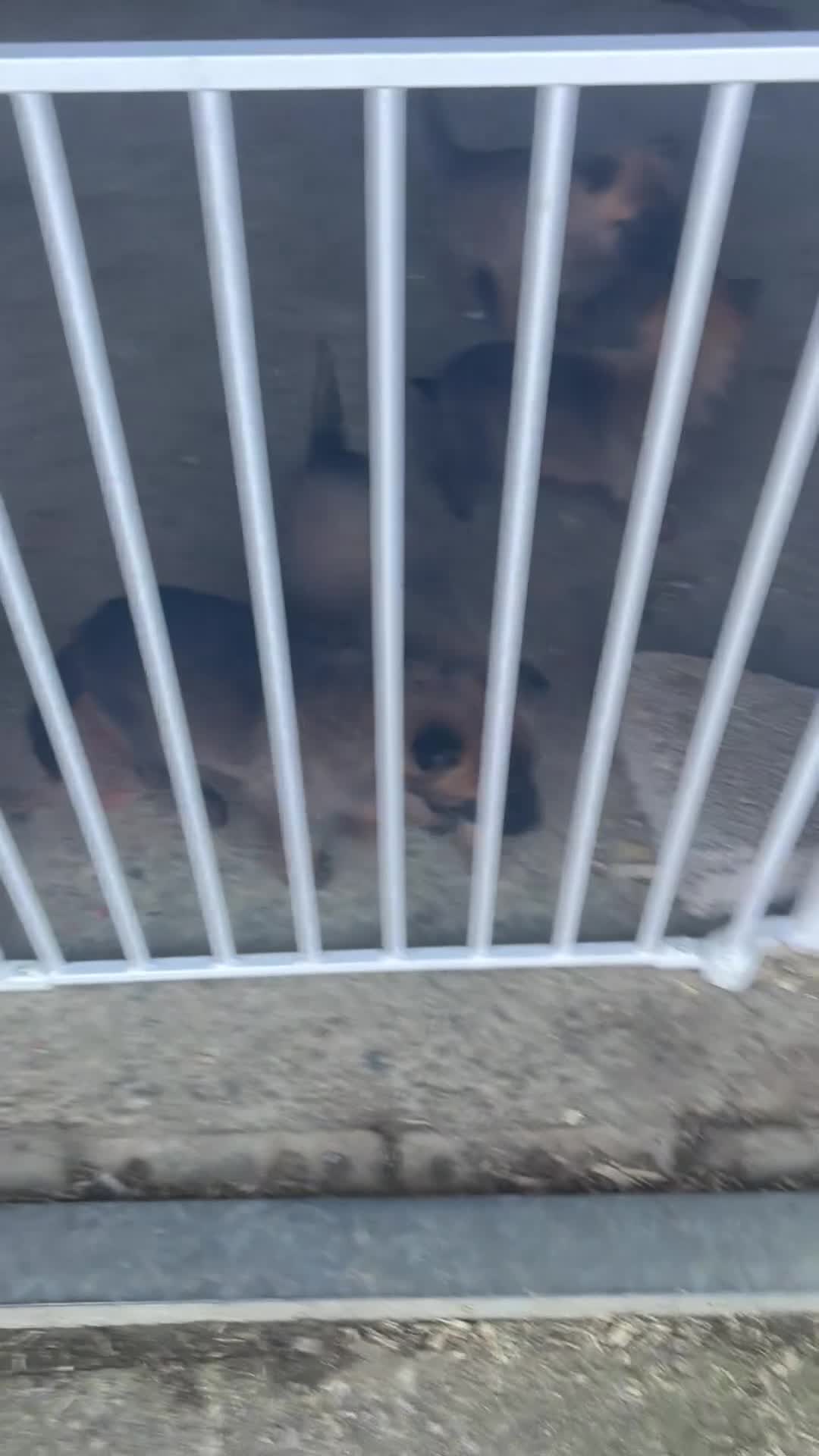 Belgian Shepherd Dog dogs for sale: Mam Dutch herder dad Belgian shepherd - Video 1