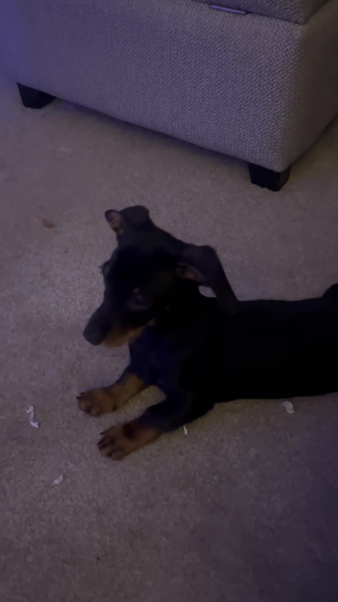 Mixed Breed dogs for sale: 🐶 Dorkie (Yorkie x Dachshund) Puppy for Sale 🐶 - Video 1