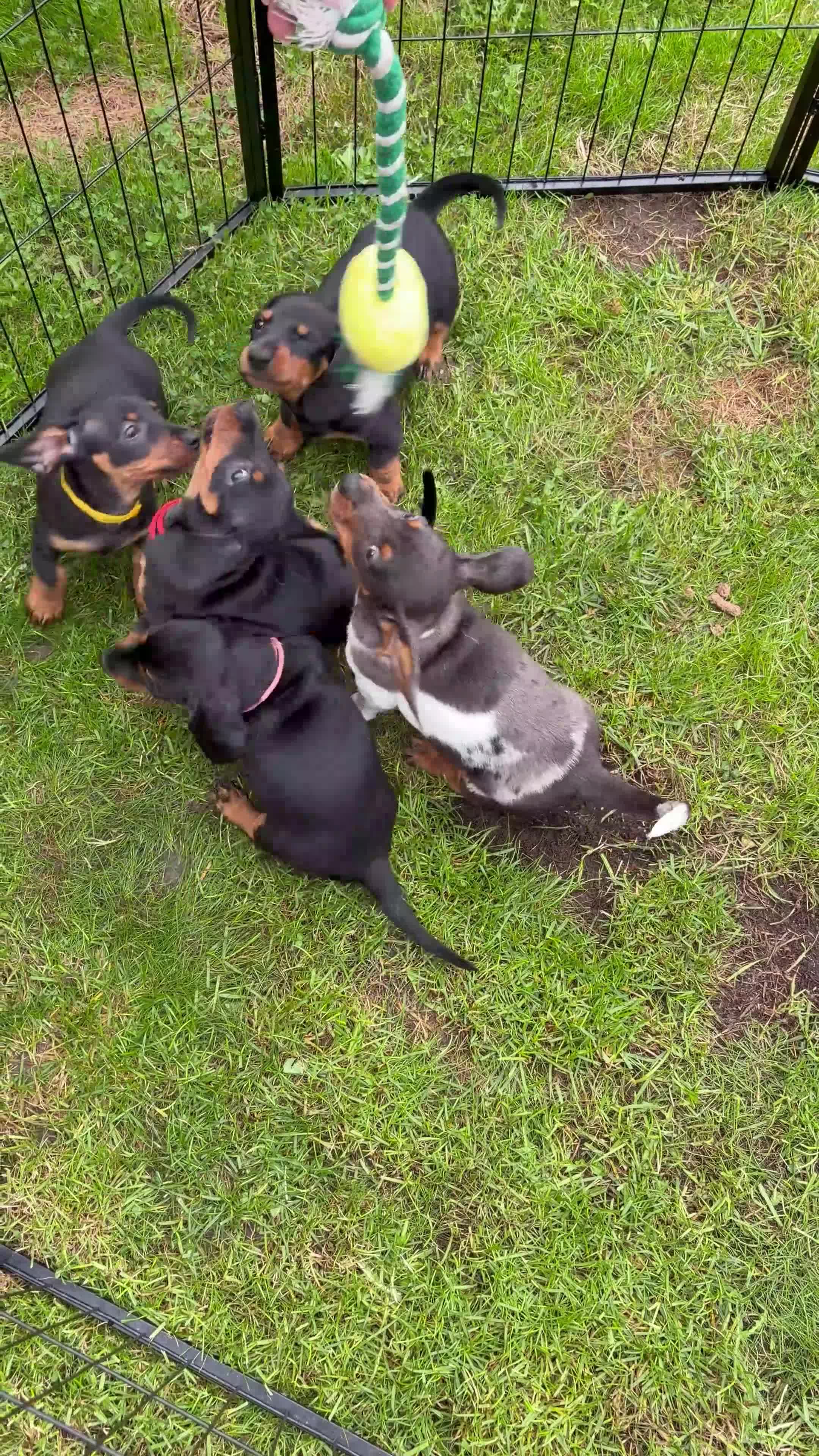 Miniature Dachshund dogs for sale: LAST GIRL!!🐶🖤KC MINIATURE DACHSHUND PUPPIES🖤🐶 - Video 2