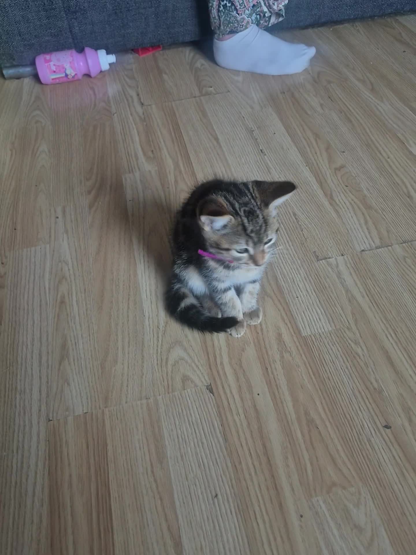 Ragdoll cats for sale: Kitten  in Cleethorpes - Video 1