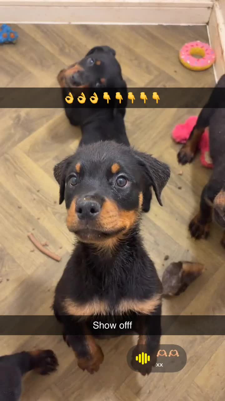 Rottweiler dogs for sale:  Rear top kc Champion rottie pups for sale ready  - Video 3