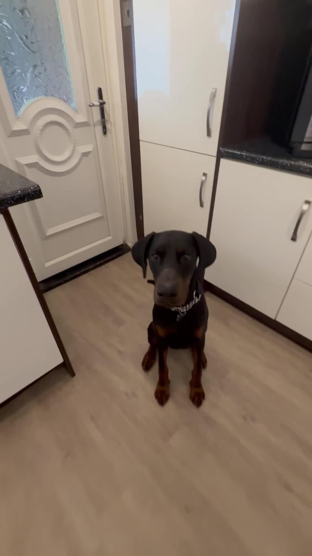 Dobermann dogs for sale: Doberman boy - Video 1