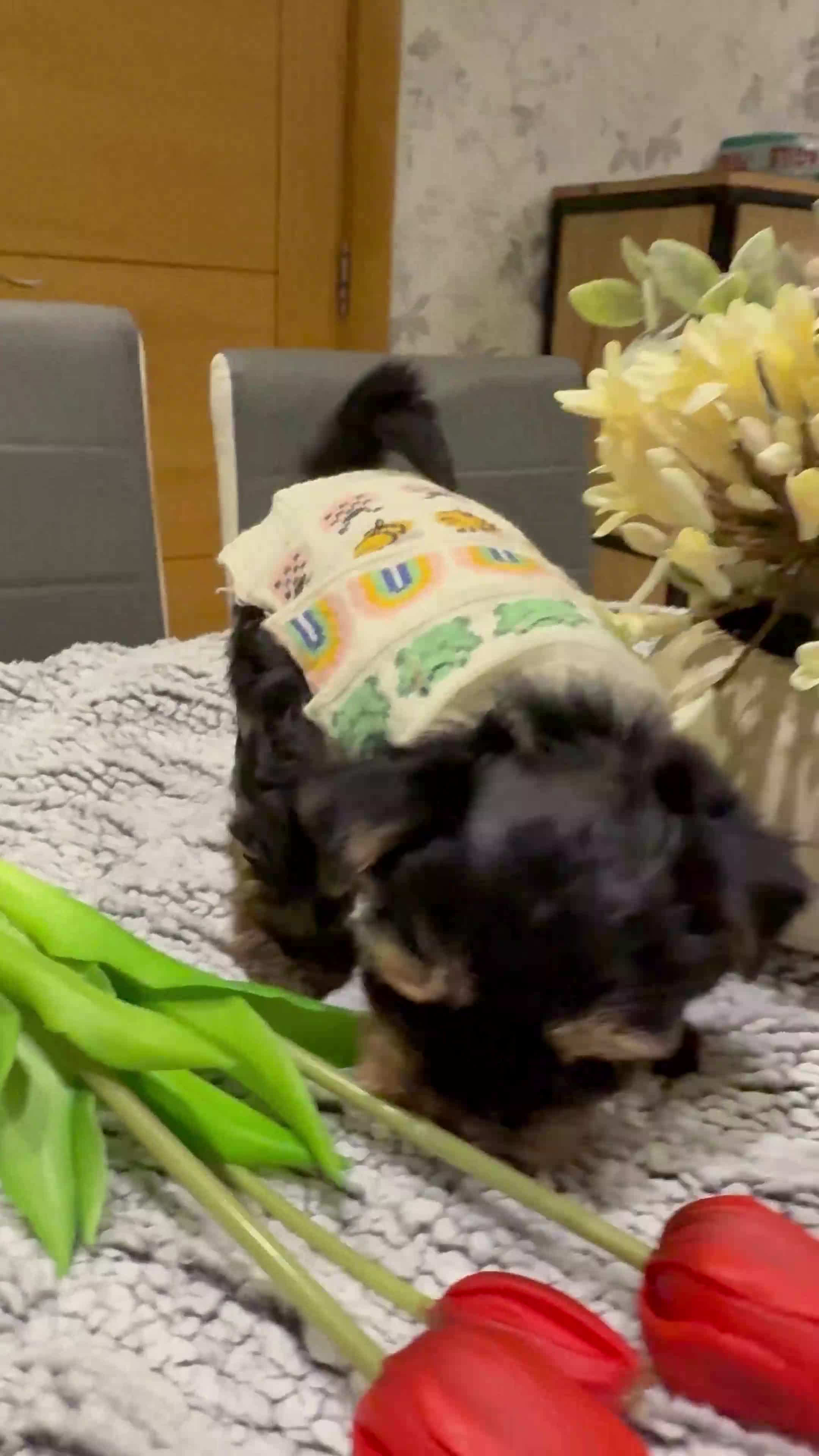 Mixed Breed dogs for sale: Yorkshire terrier ready for new homes  - Video 1