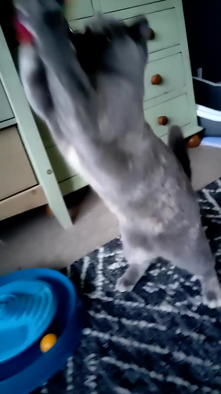 British Shorthair cats for sale: Show quality blue tortie girl. GCCF champ.lines - Video 2