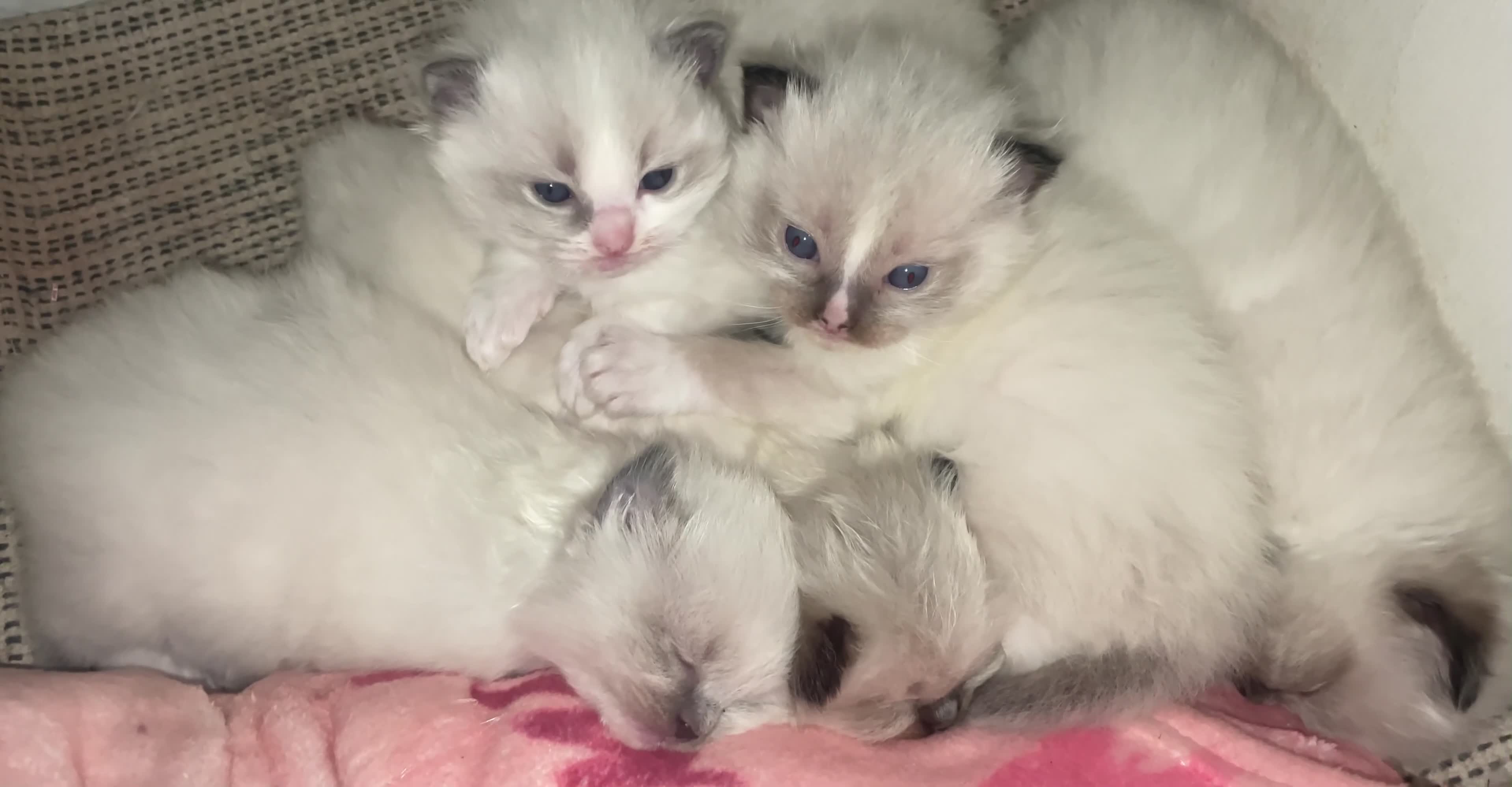 Ragdoll cats for sale: Championship Ragdoll babies  - Video 1