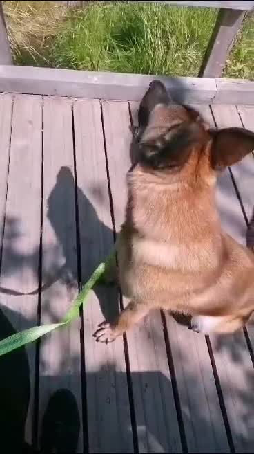 German Shepherd dogs for sale: German Shepard / Belgian Malinois Male Dog - Video 1