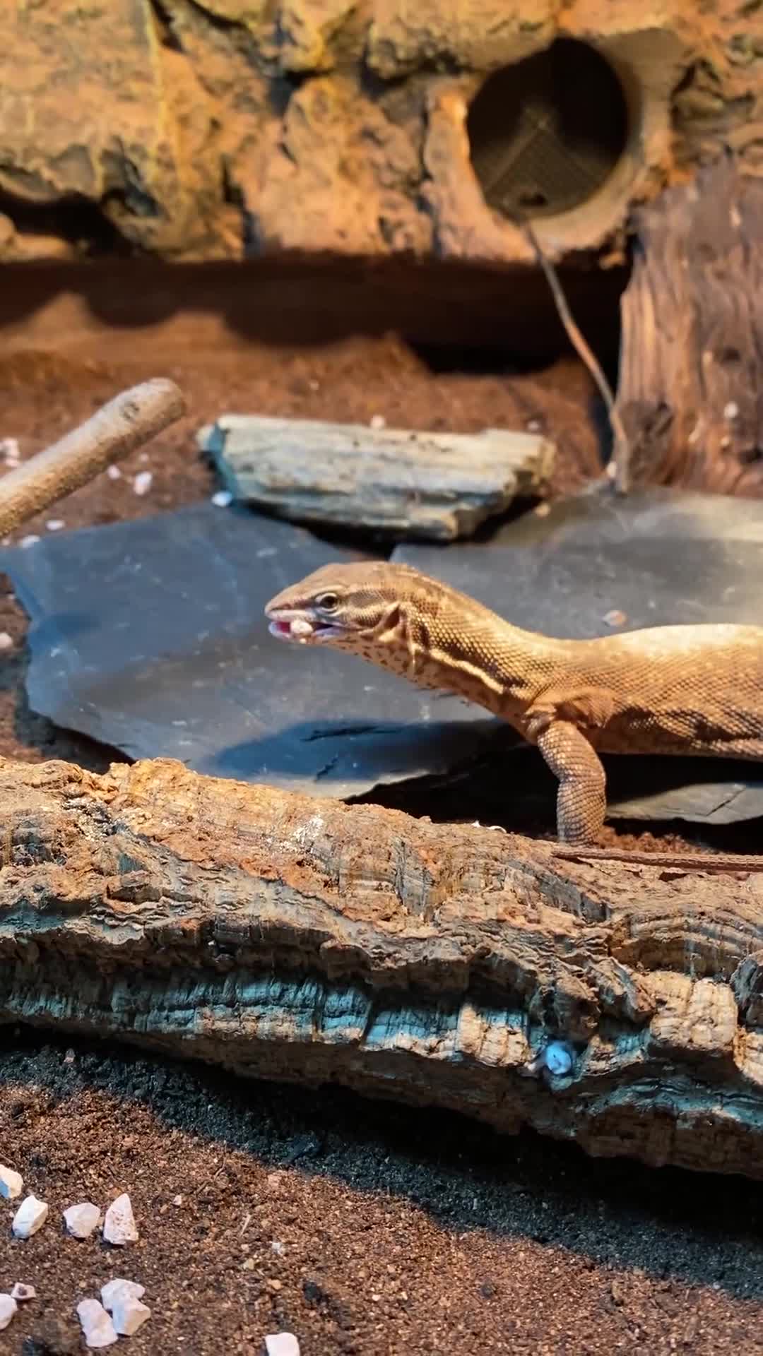 Monitor reptiles for sale: Hand Tame Male Ackie Monitor with full setup in Milton Keynes - Video 1