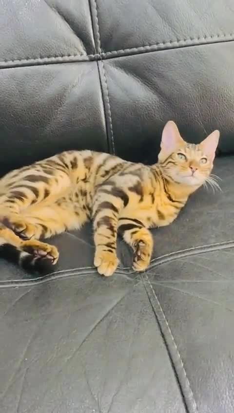 Bengal cats for sale: Exceptional European Tica registered male Bengal   - Video 1