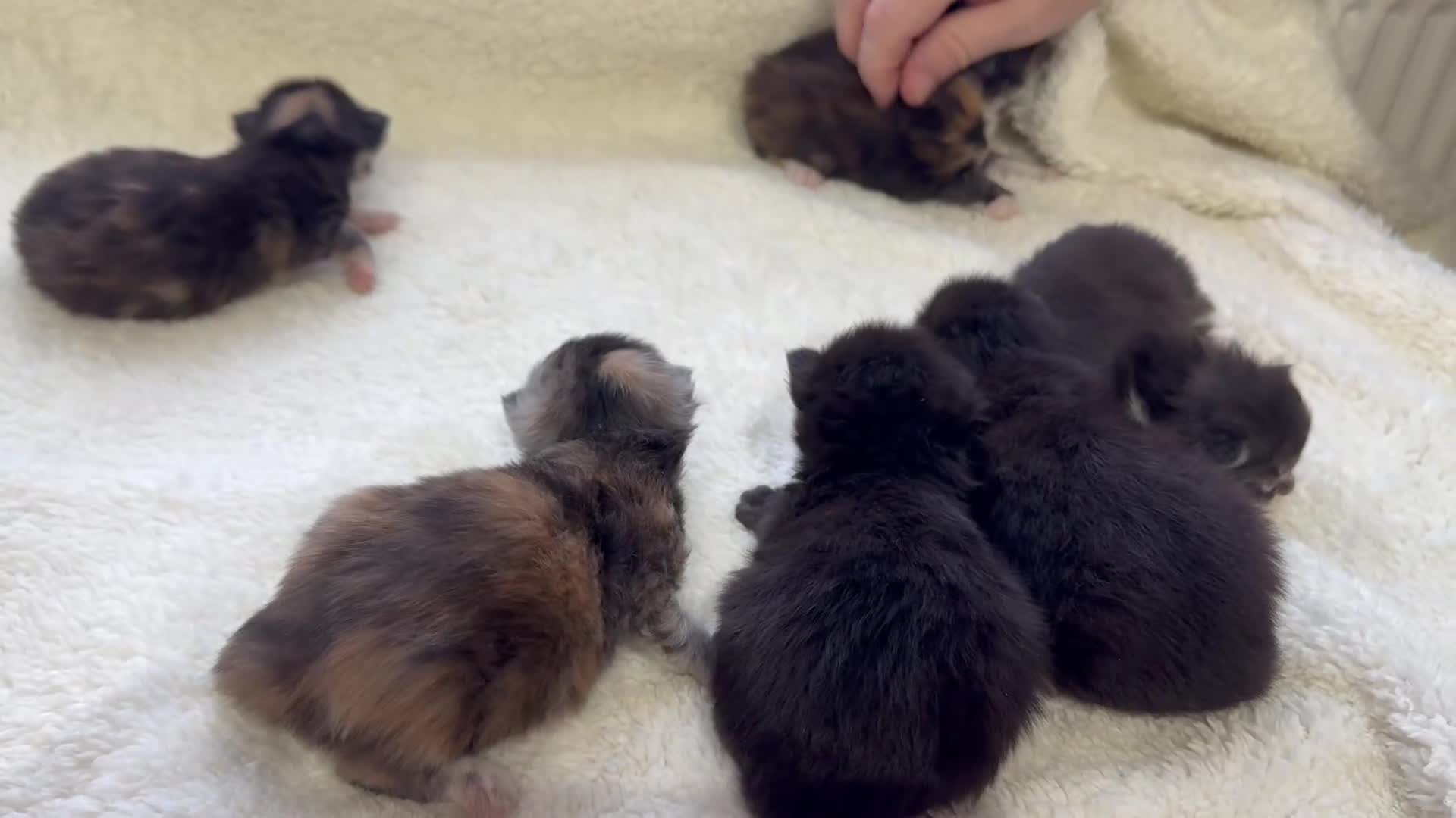Maine Coon cats for sale: PEDIGREE MAINE COON KITTENS 3 boys/3girls - Video 1