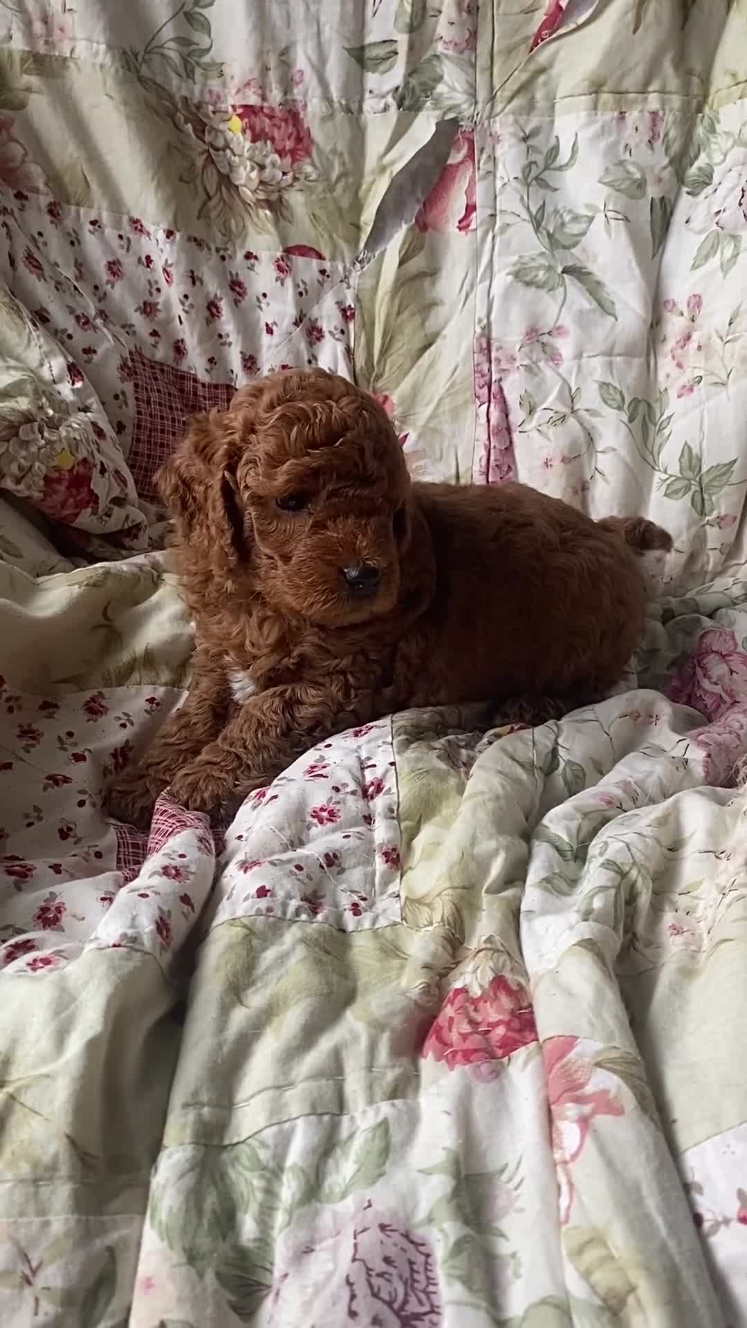 Cockapoo dogs for sale: Fabulous F1b Fox Red Cockapoo Health Cleared - Video 3