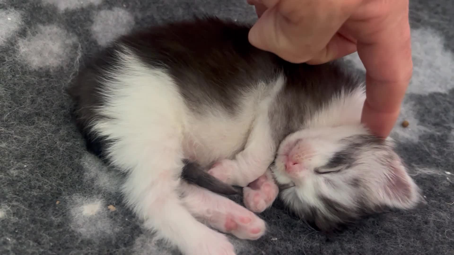 Maine Coon cats for sale: Beautiful chunky Maine Coon for sale  in Ballyclare - Video 2