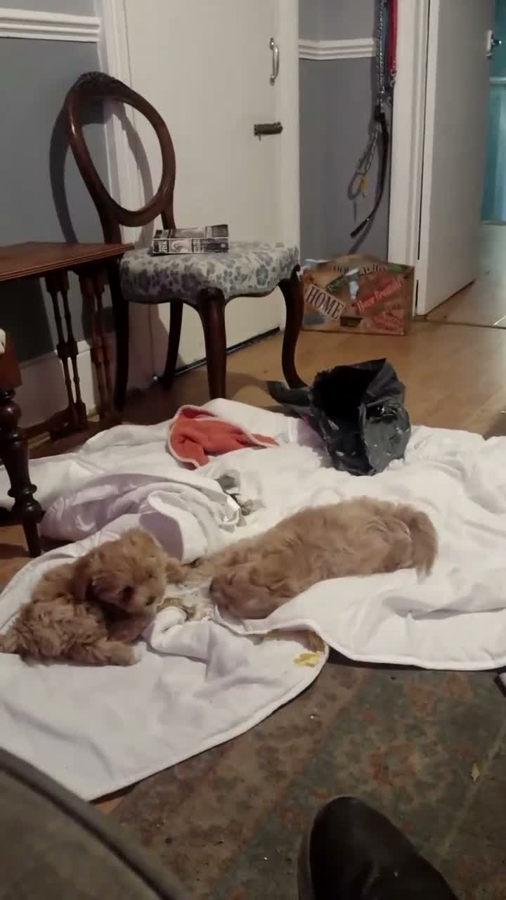 Cavapoochon dogs for sale: Two stunning blondes in London. - Video 2