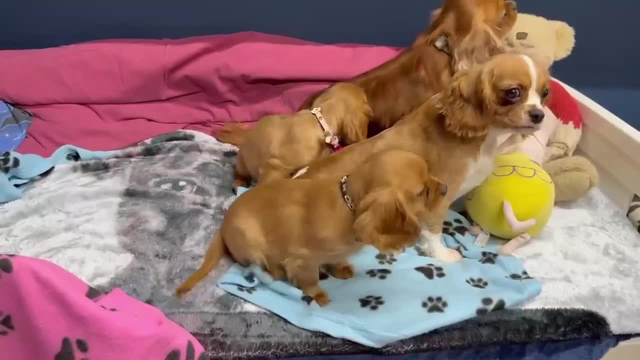 Cavalier King Charles Spaniel dogs for sale: Cavalier king Charles  Ruby's puppy's   - Video 1