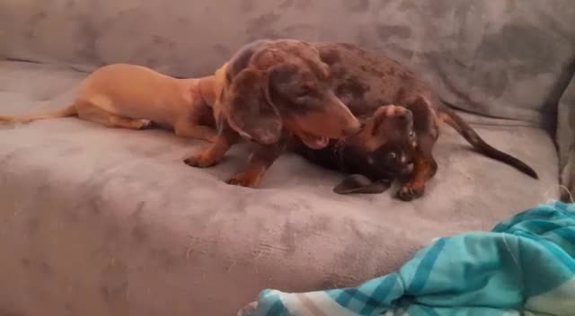 Miniature Dachshund dogs for stud: KC Chocolate dapple boy for stud very gentle. in Skegness - Video 3