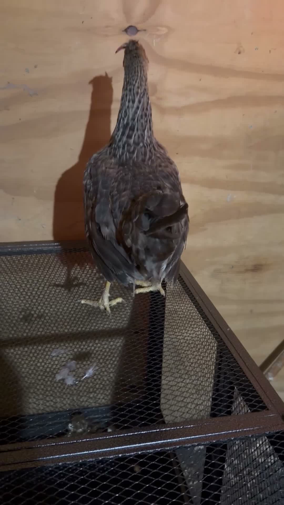 Chickens poultry for sale: Copper maran and cream legbar hens - Video 2