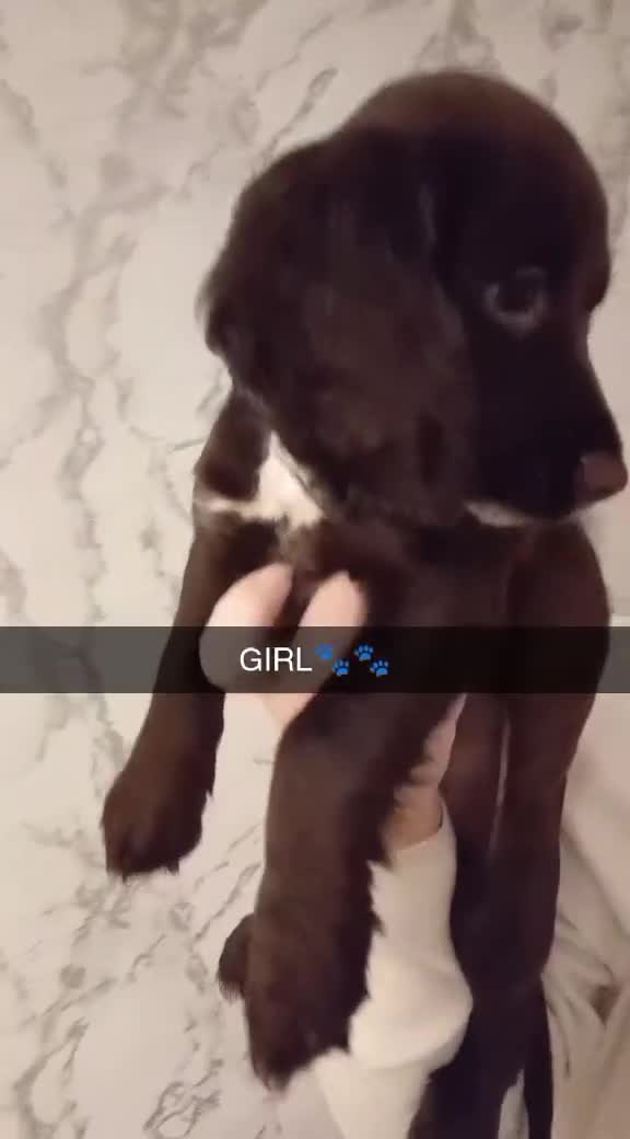 Sprocker dogs for sale: Sprocker puppy last one available (GIRL) - Video 1