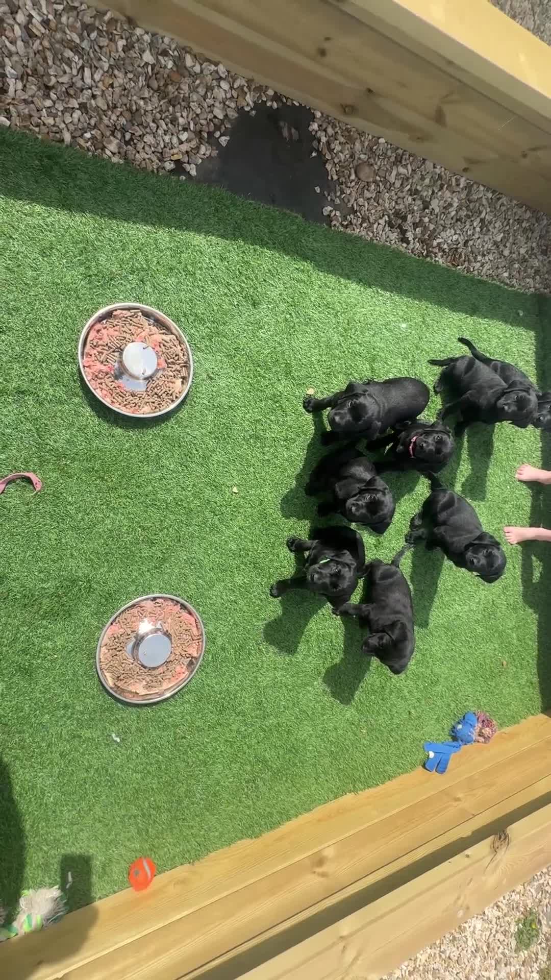 Labrador Retriever dogs for sale: Black working labradors new forest  - Video 3