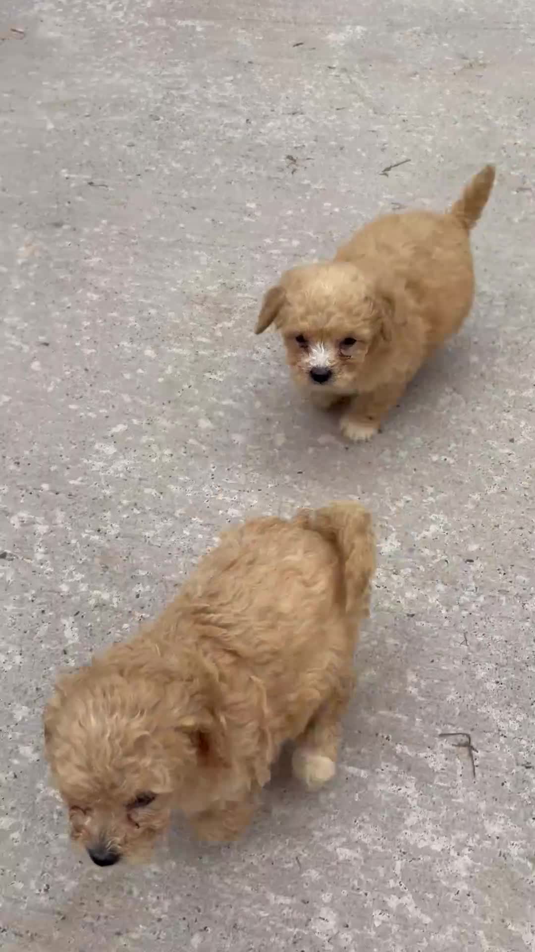 Poochon dogs for sale: Poochon puppies for sale  in Cookstown - Video 1