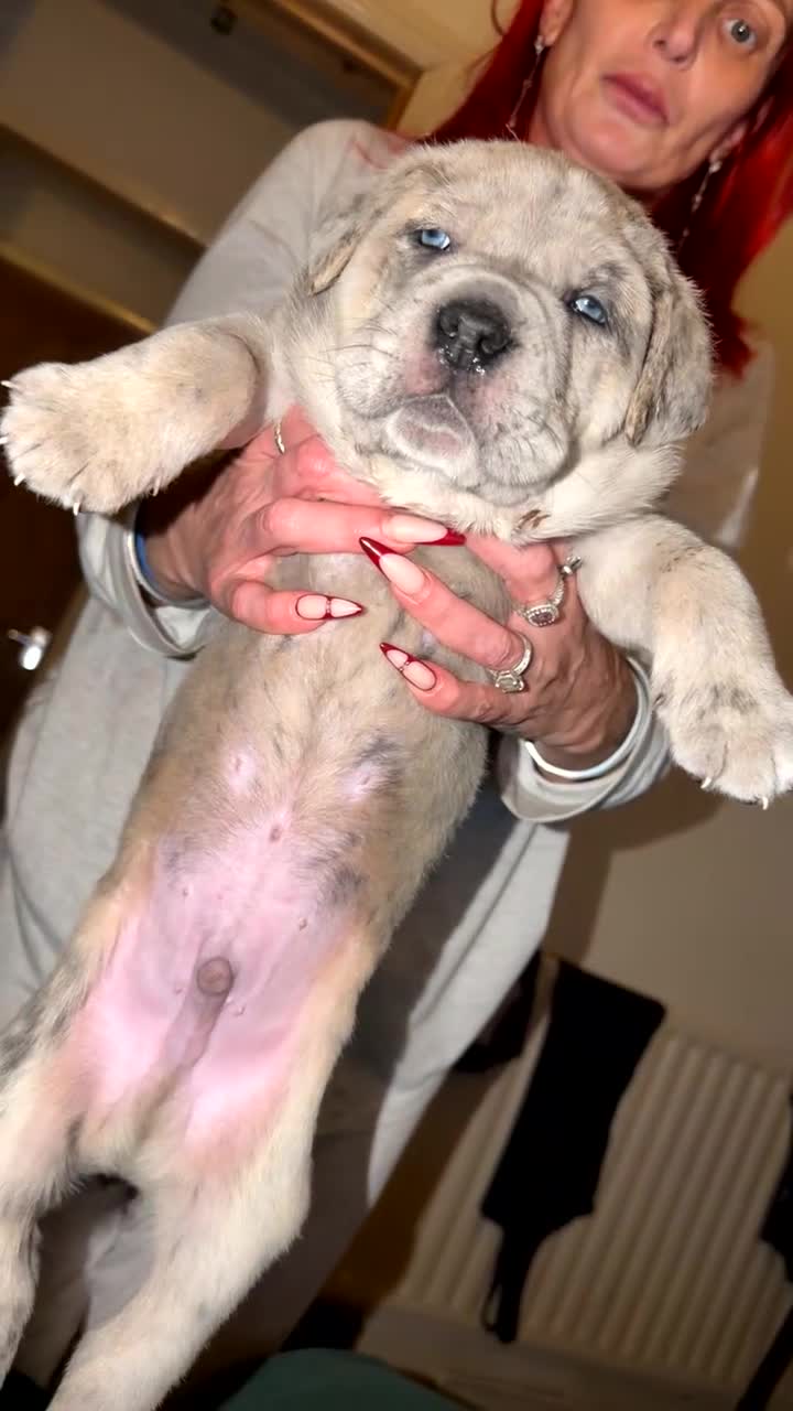 Cane Corso dogs for sale: Champion Bloodline Cane Corso Pups - Video 5