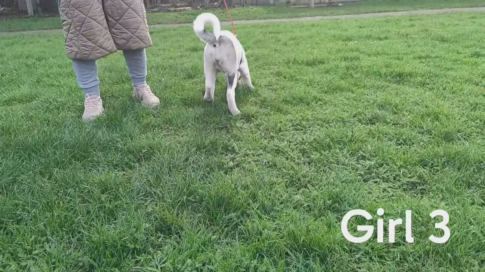 Akita dogs for sale: Two American Akita girls for sale (reduced price) - Video 1