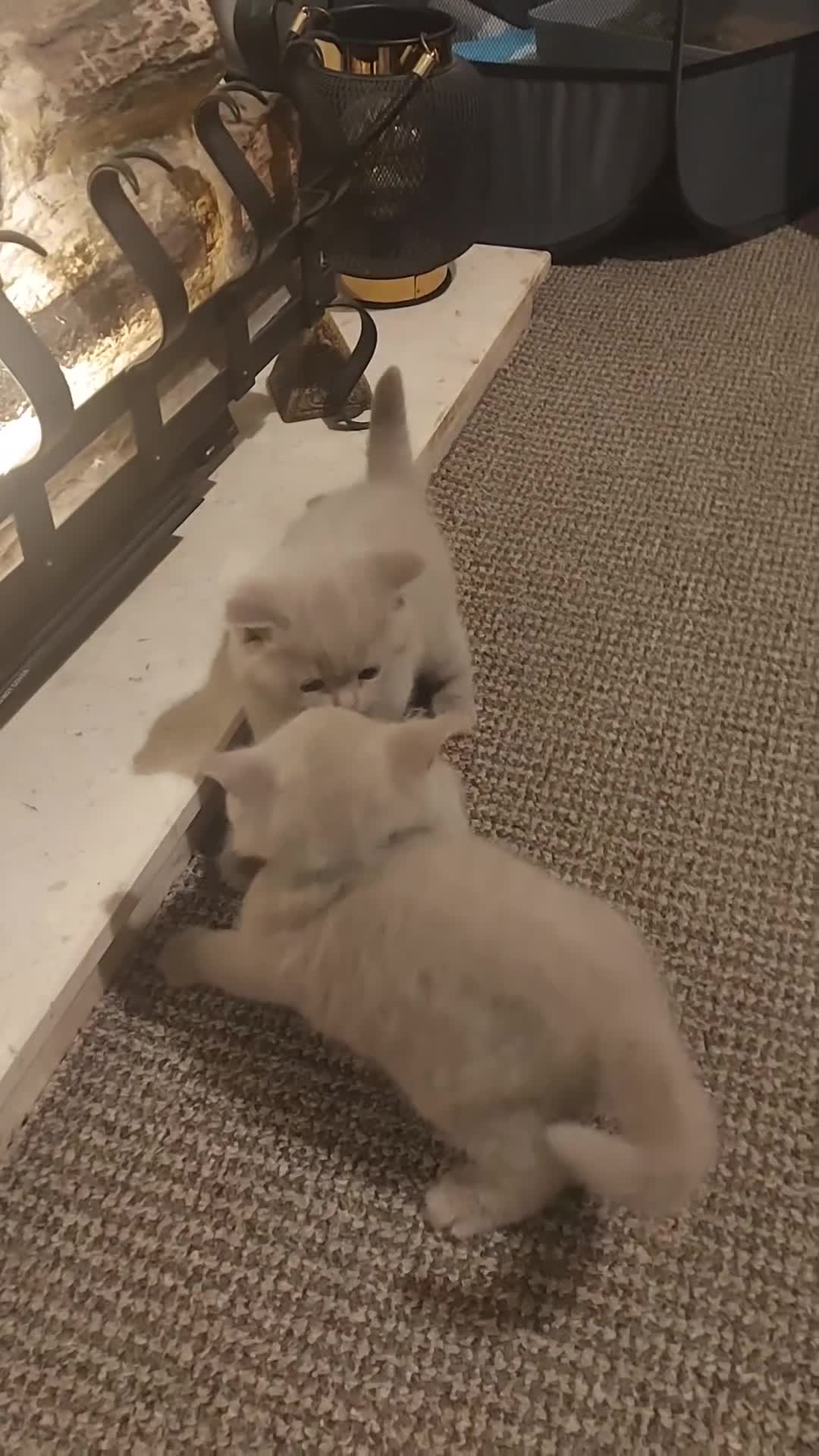 British Shorthair cats for sale: STUNNING BSH LILAC KITTENS 3 MALES/1 FEMALE  - Video 3