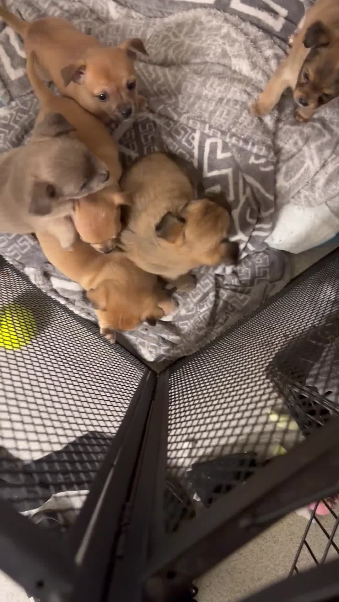 Chihuahua dogs for sale: Beautiful litter of chihuahua puppies - Video 1