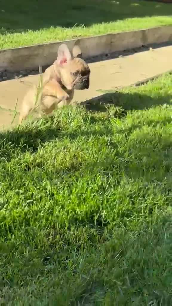 French Bulldog dogs for sale: 🔥Last 2boys French Bulldog ready to leave now🔥 - Video 1