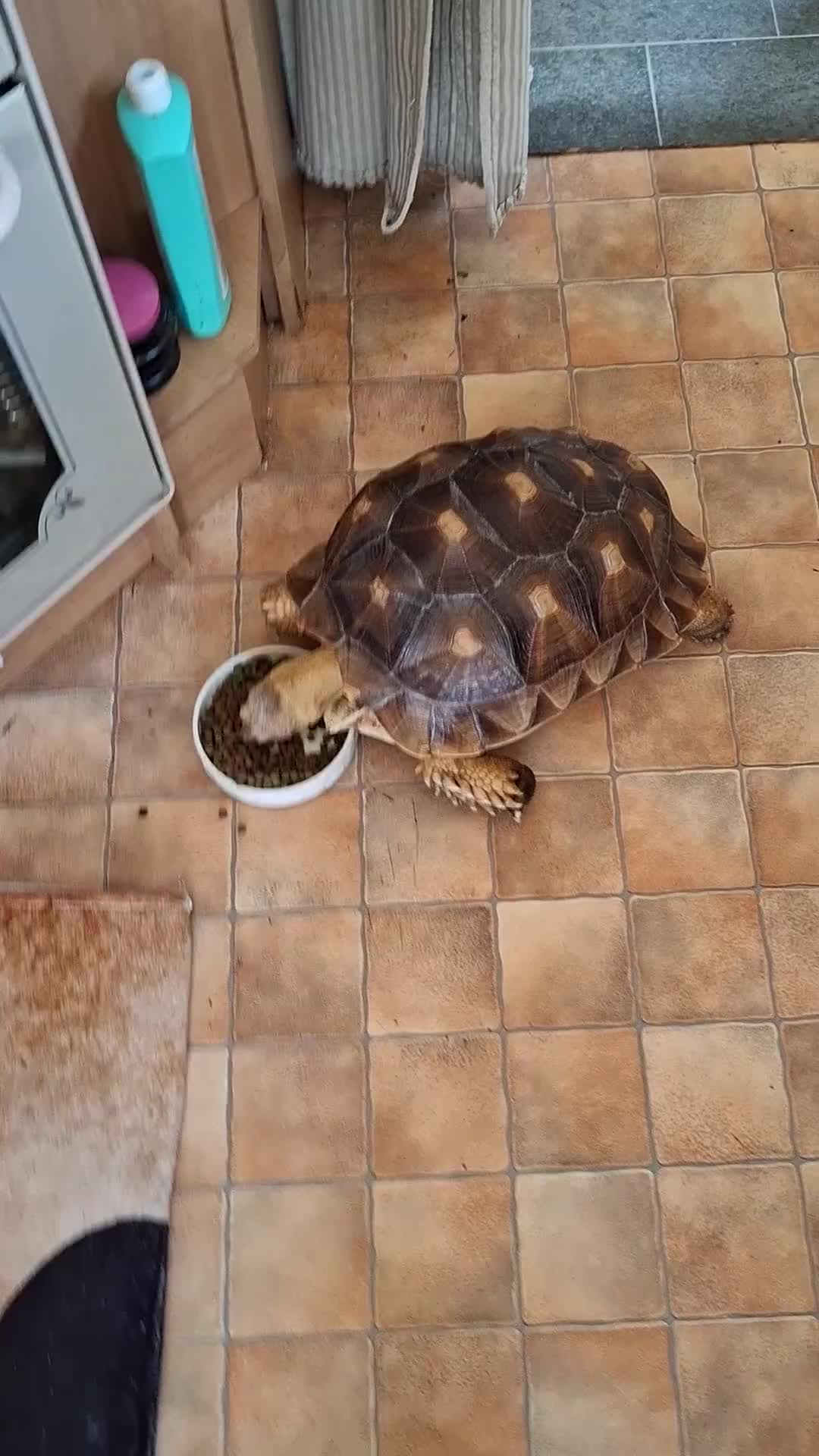 Tortoise reptiles for sale: Rescue - Video 1