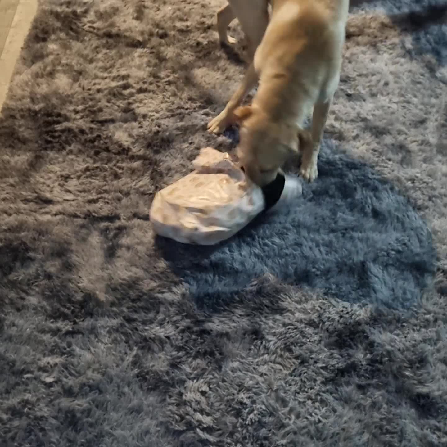 Labrador Retriever dogs for sale: Amazing Labrador retriever  - Video 1