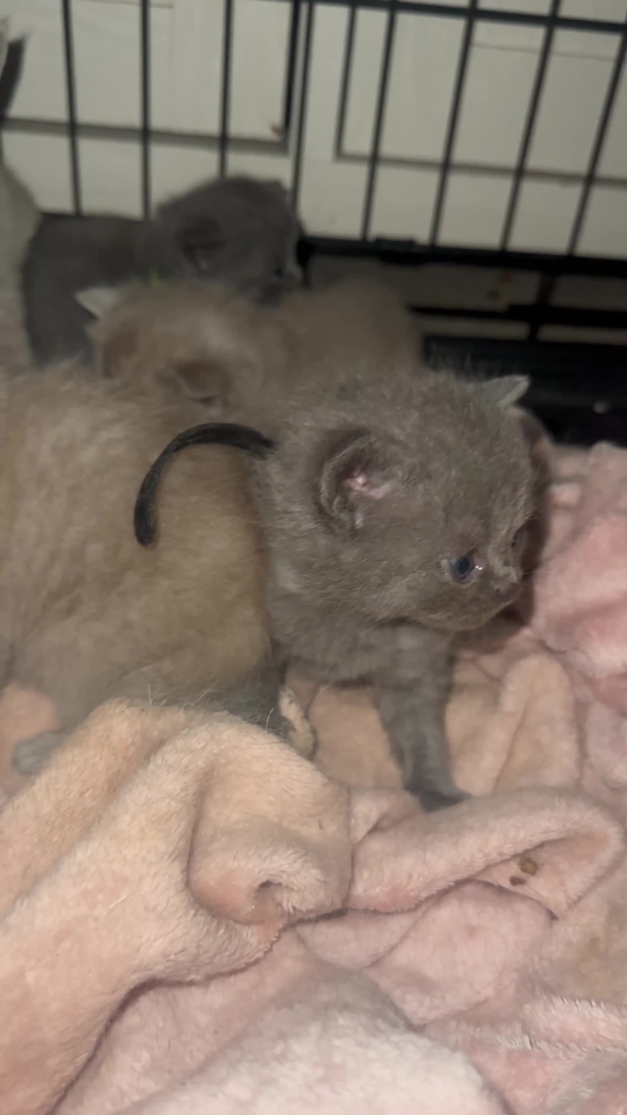 British Shorthair cats for sale: Stunning British Short Hair Kittens - Video 2