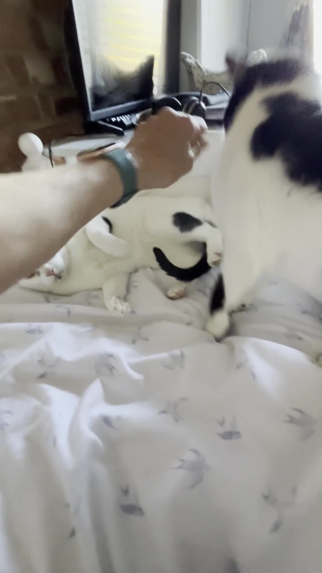 Arabian Mau cats for sale: Zayn & Rafa - Rescue Arabian Maus - Video 4