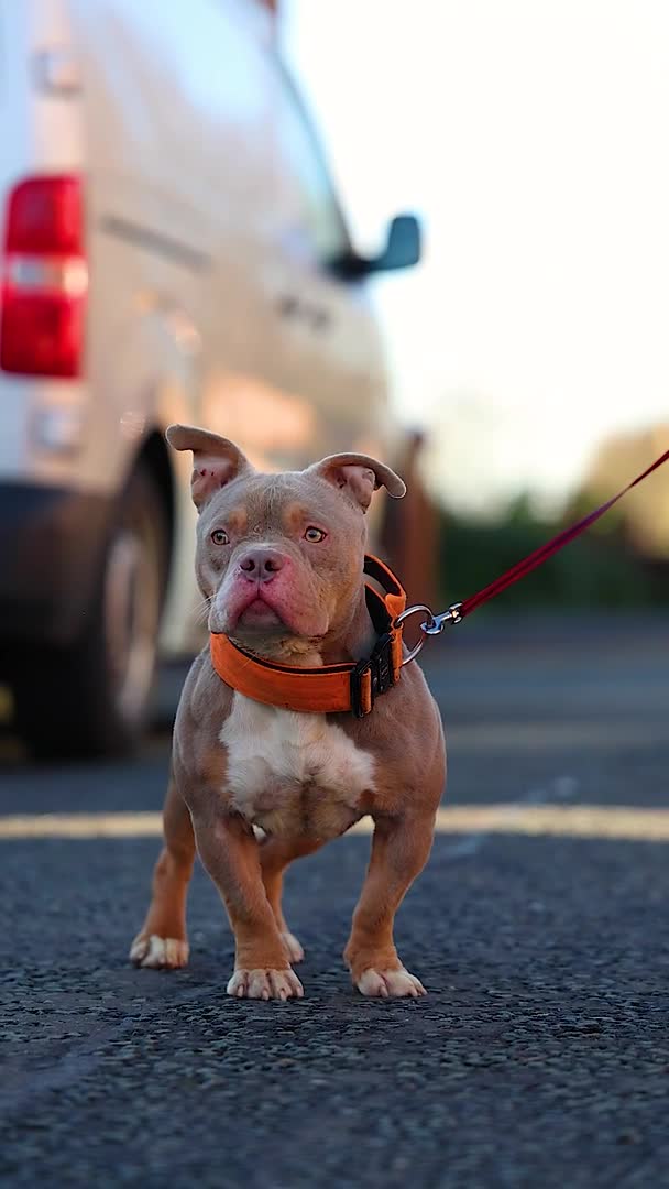 American Bully dogs for stud: Lilac tri pocket bully  in Manchester - Video 1