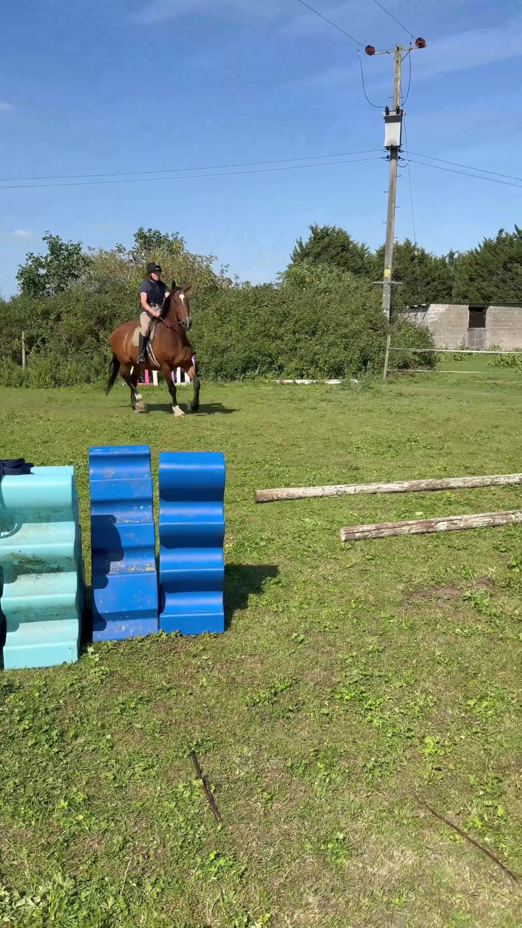 Shire horses for sale: 18.2hh 16yr old TB X Shire gelding - Video 3