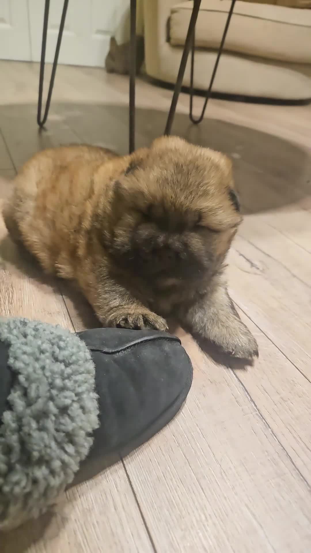 Chow Chow dogs for sale: Kc registered Chow chow puppies  - Video 1