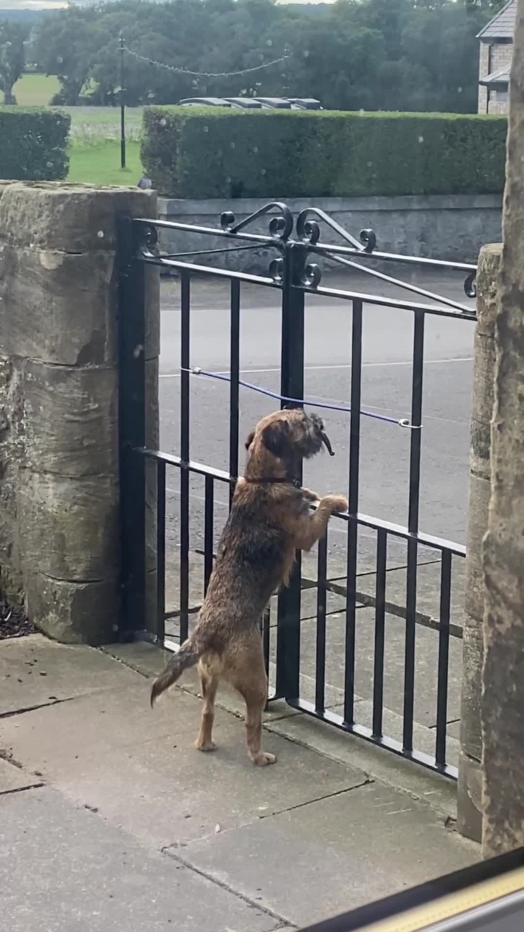 Border Terrier dogs for sale: KC registered border terrier pups  - Video 1
