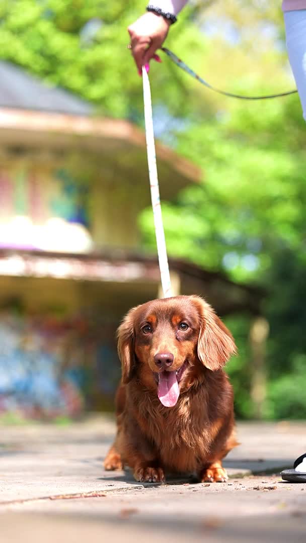 Miniature Dachshund dogs for stud: SLINKY (stud) in Liverpool - Video 2