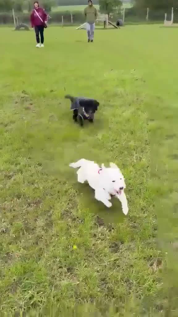 Mixed Breed dogs for adoption: ❤️SNOWY❤️– SMALL, SWEET & SOCIAL GIRL - Video 1