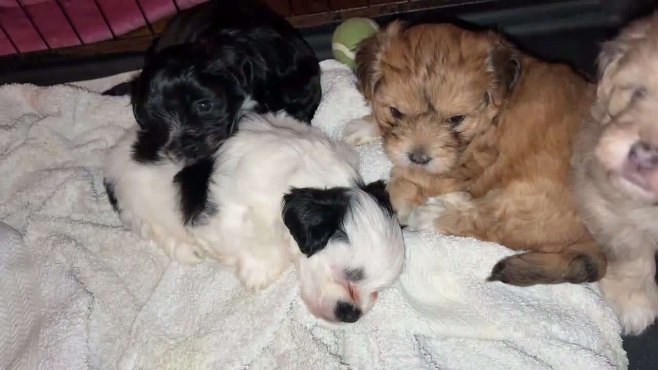 Maltese dogs for sale: F2 Maltese in Dover - Video 1
