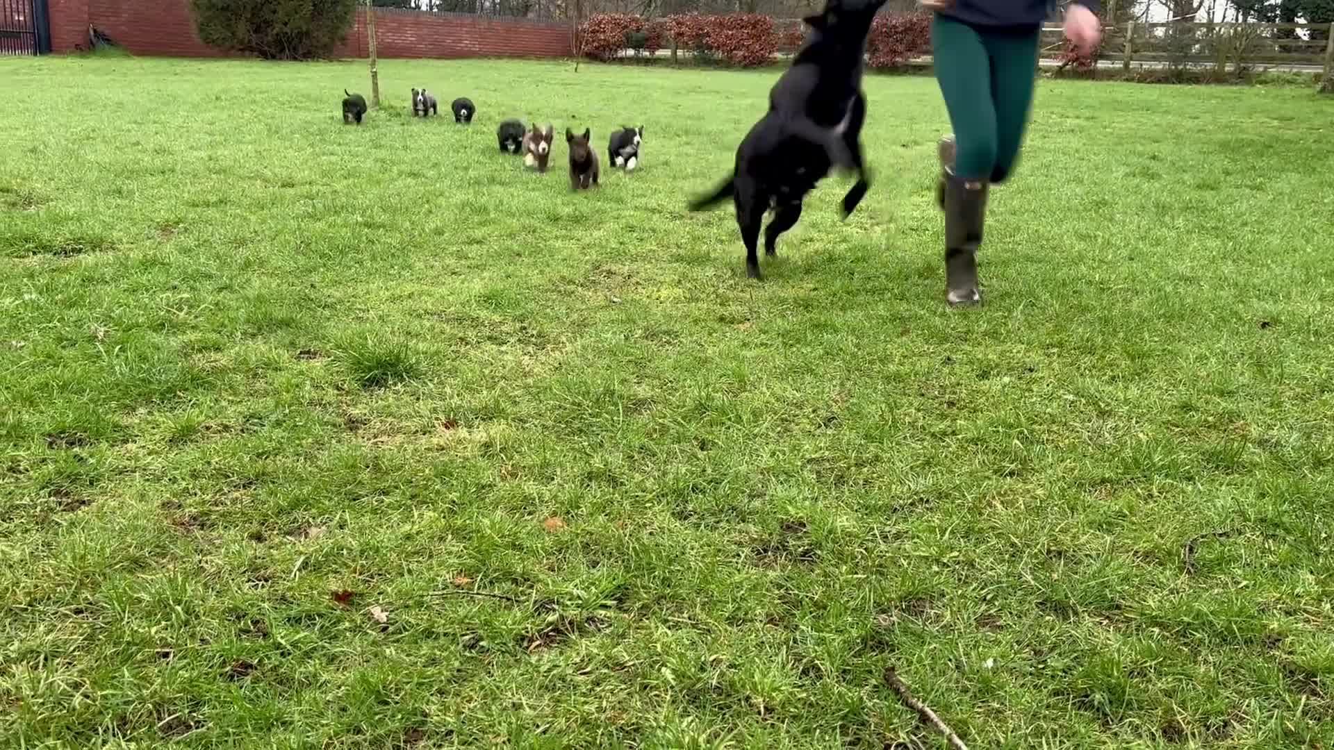 Borador dogs for sale: Beautiful Borador puppies for sale  - Video 4