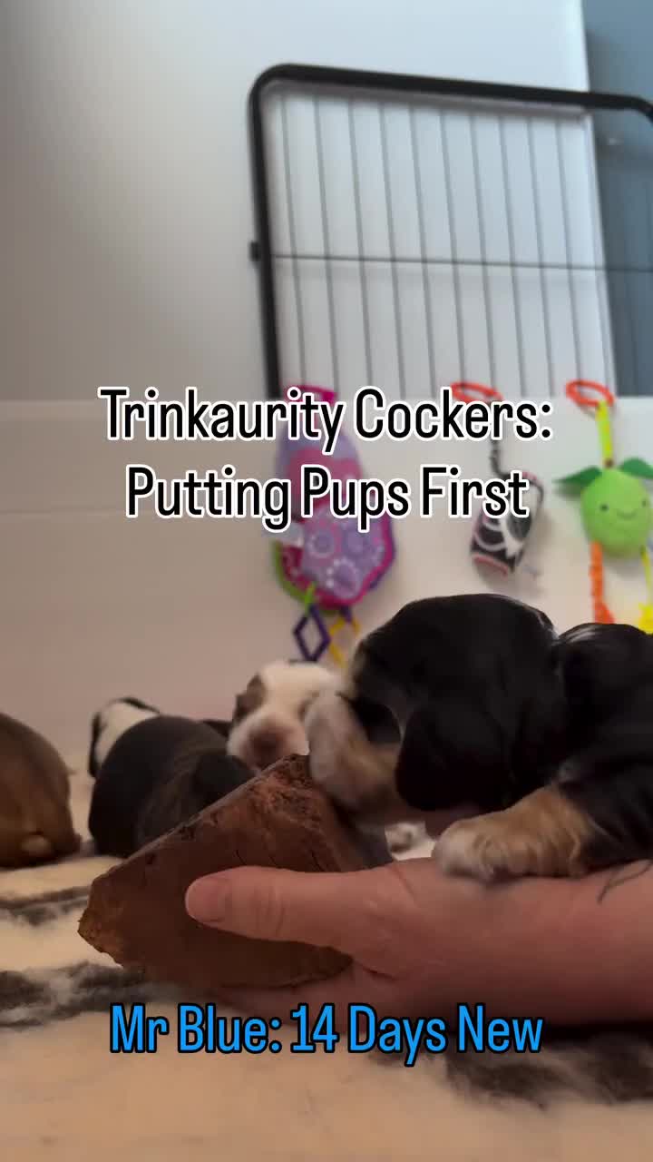 Cocker Spaniel dogs for sale: ✅RKC Reg✅DNA Tested✅Low COI✅Home Reared✅A* Reviews in Fareham - Video 3