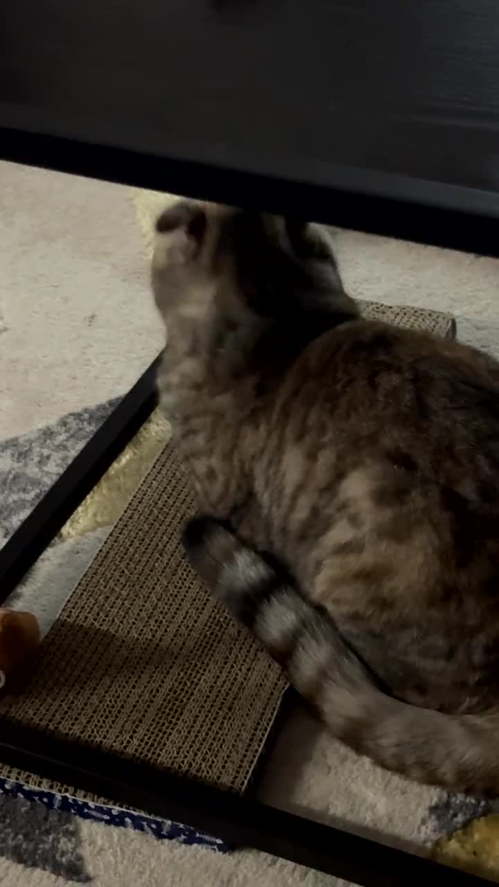 Scottish Fold cats for sale: Tia, One year old scotch fold for sale - Video 1