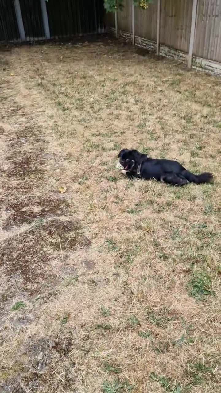 Mixed Breed dogs for sale: Lovely boy in need of a forever home  - Video 1