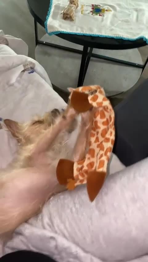 Portuguese Podengo dogs for sale: Melman – 3-Year-Old Male Dog Looking for Home - Video 1