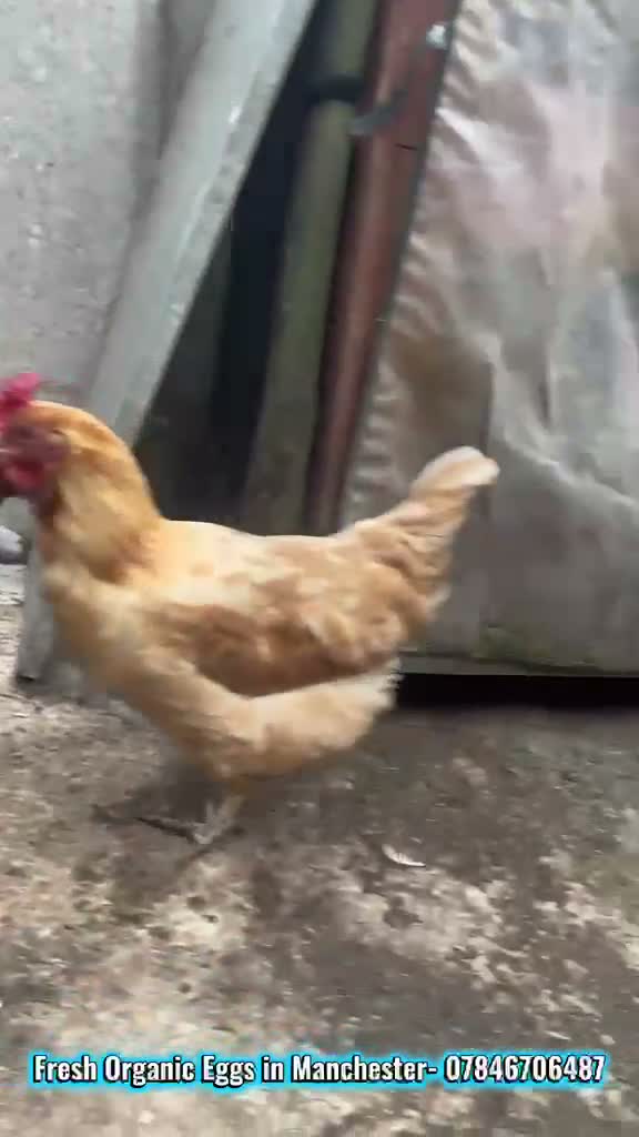 Chickens poultry for sale: Chicken and Ducks in Manchester - Video 2