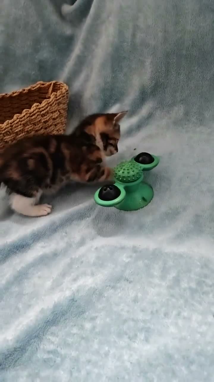 Mixed Breed cats for sale: Beautiful Kittens Videos in Barnsley - Video 5