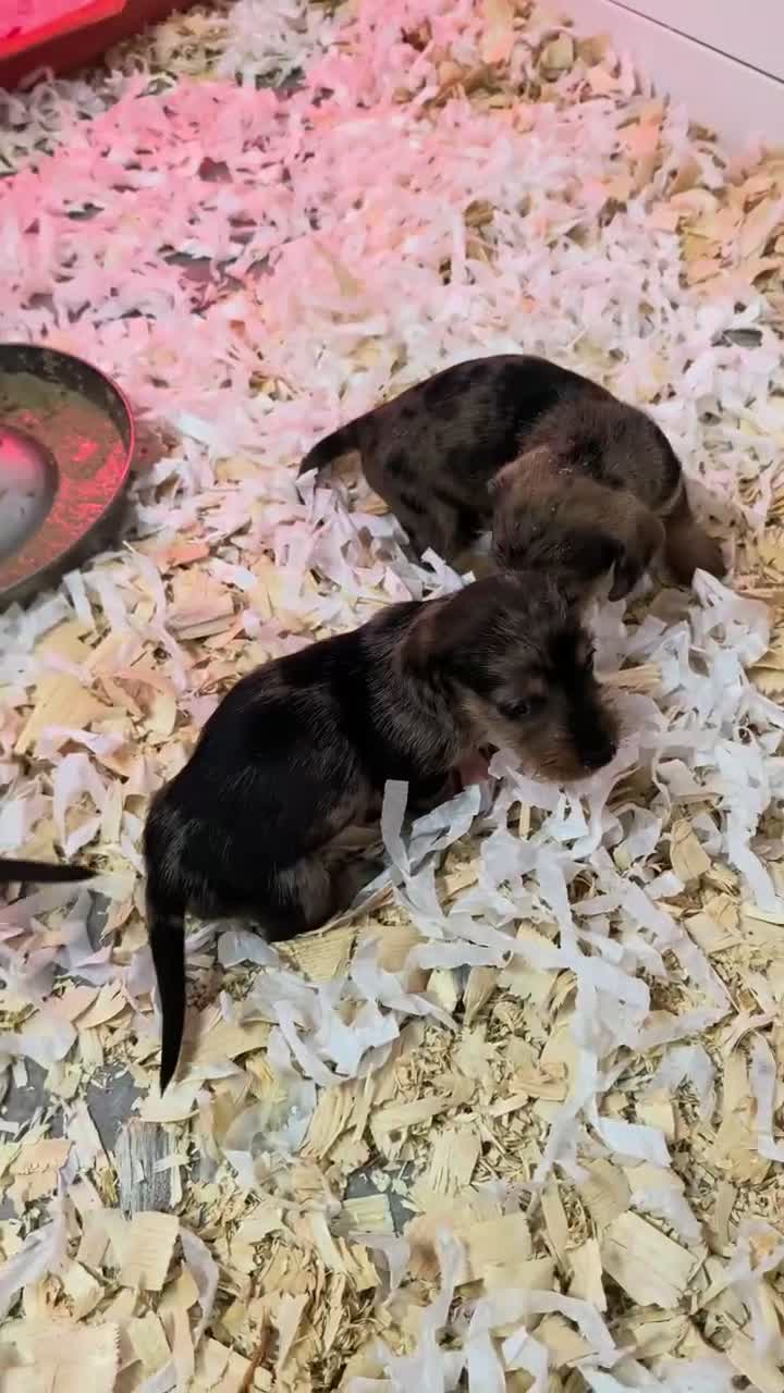 Dachshund dogs for sale: Wire-Haired Dachshund (Teckel) Puppies - Video 3