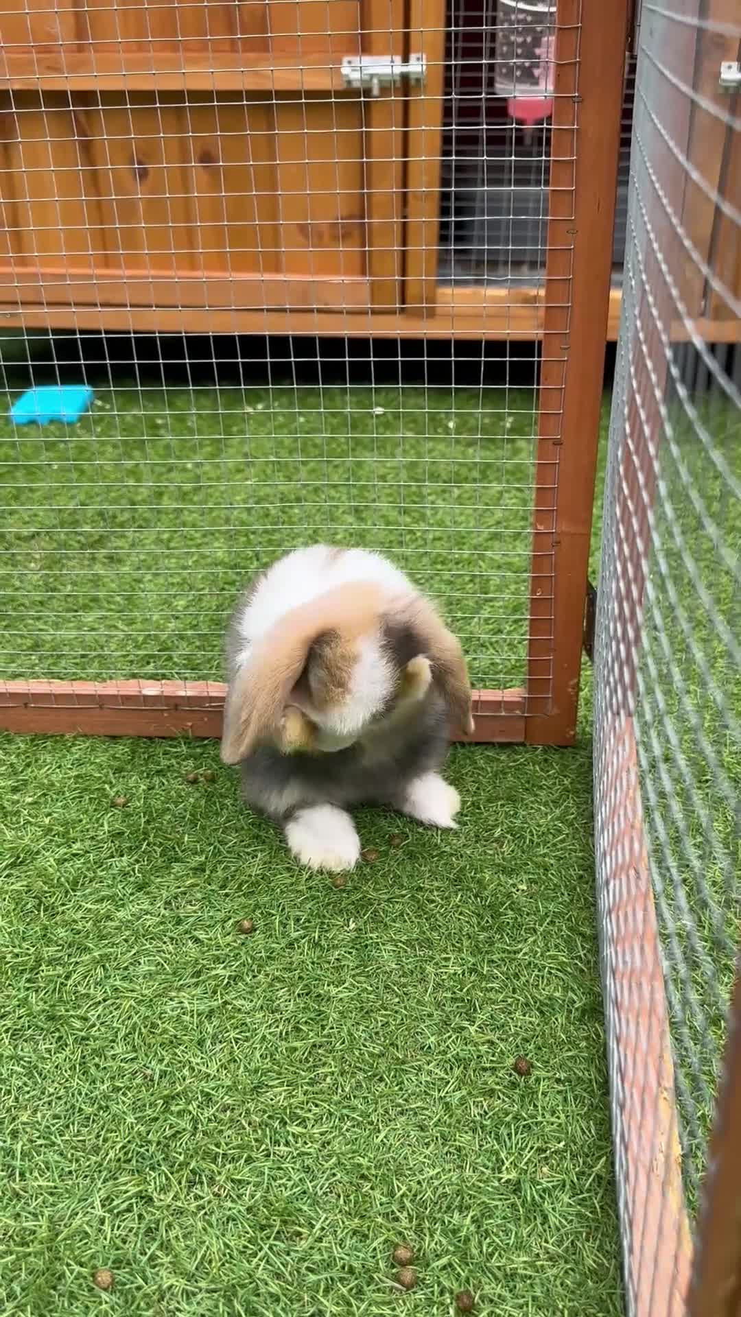 Mini Lop rabbits for sale: 🐰 Pure Bred Mini Lop Kits 🐰 - Video 1