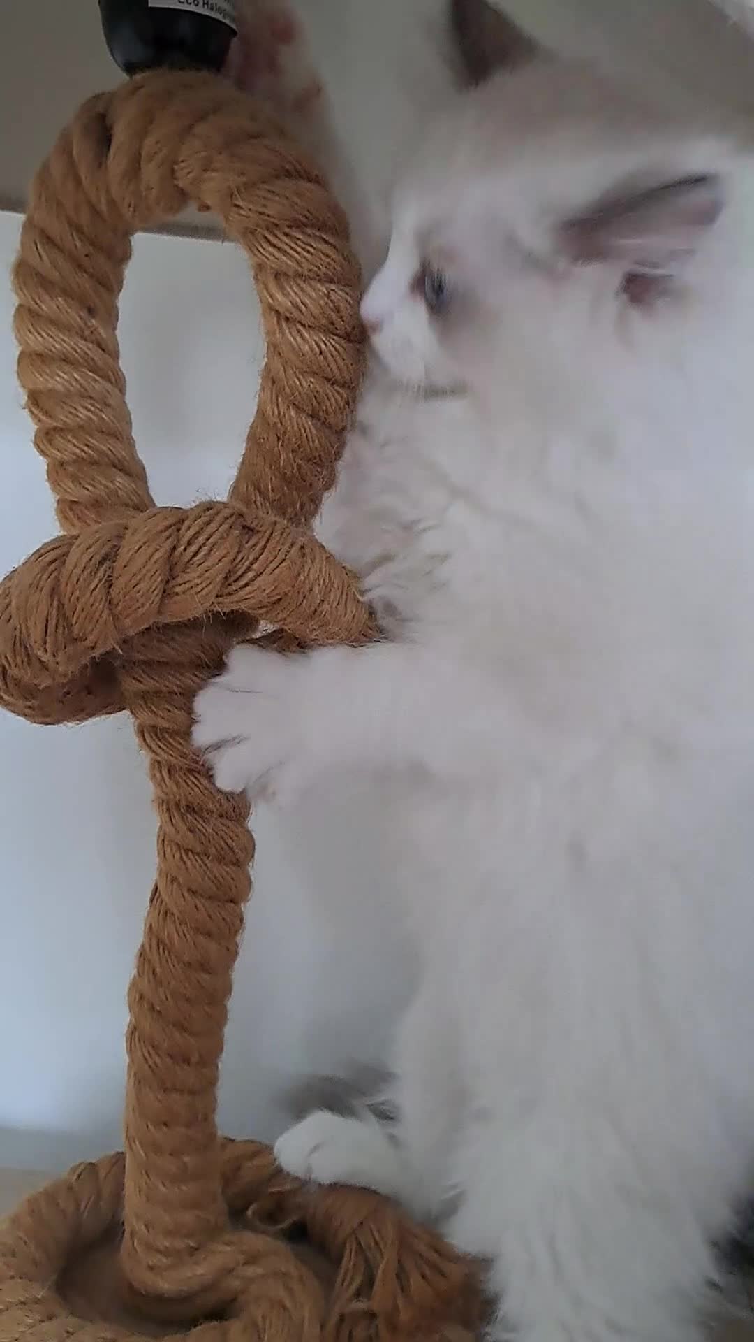 Ragdoll cats for sale: GCCF registered Ragdoll kittens 🐈 - Video 3