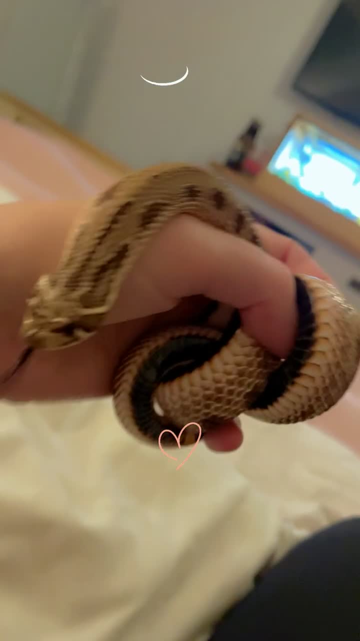Snake reptiles for sale: Western hognose male snake and full set up in Andover - Video 1
